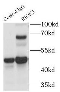 RIOK3 Antibody