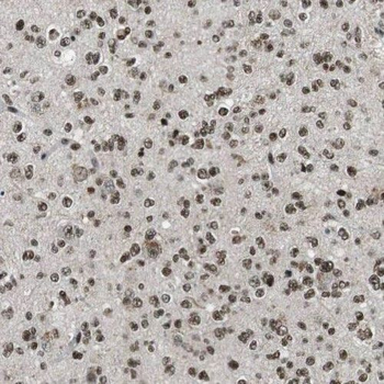 RMI1 Antibody