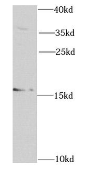 RNASE13 Rabbit Polyclonal Antibody