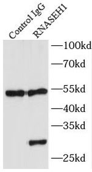 RNASEH1 Antibody