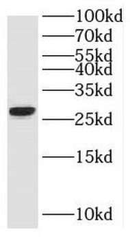 RND2 Antibody