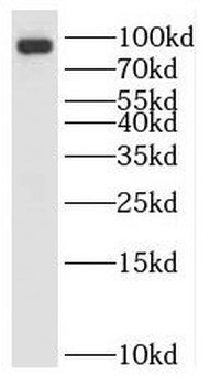 RNF10 Antibody