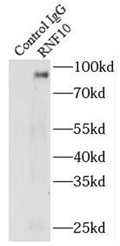 RNF10 Antibody