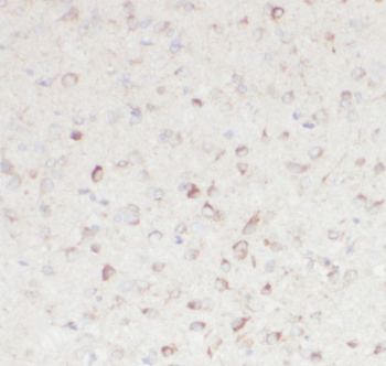 RNF10 Antibody
