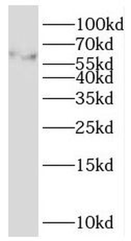 MGRN1 Antibody