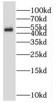 RNF167 Antibody