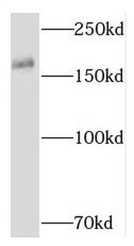 RNF17 Antibody