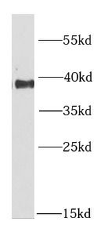RNF2 Antibody