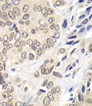 RNF2 Antibody