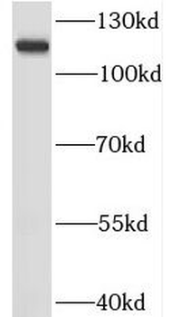 RNF20 Antibody
