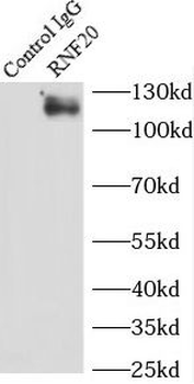 RNF20 Antibody