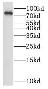 OBI1 Antibody