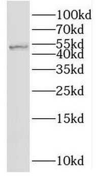 RNF38 Antibody