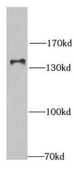 RNF40 Antibody
