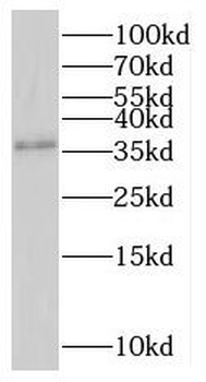 RNF41 Antibody