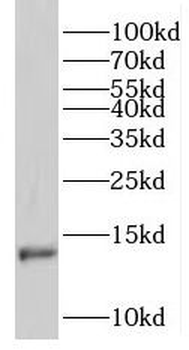 RNF7 Antibody