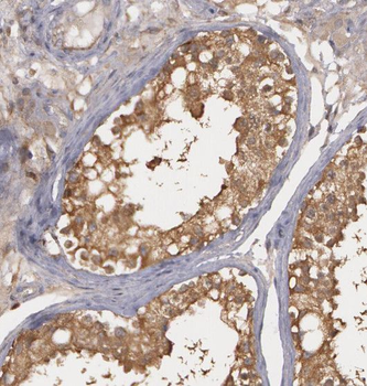 RNF8 Antibody