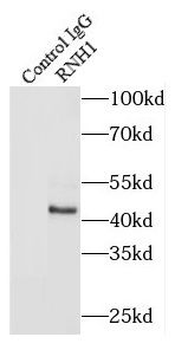 RNH1 Antibody