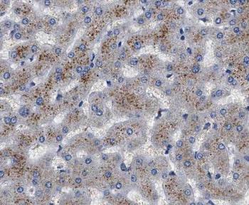 RNH1 Antibody