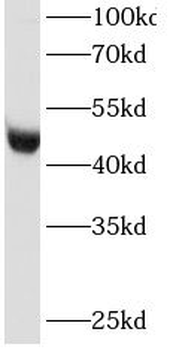 RNH1 Mouse Monoclonal Antibody