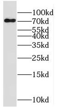 RNPEP Antibody