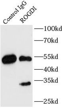 ROGDI Antibody
