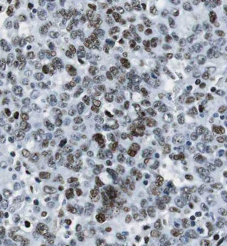 RPAIN Antibody