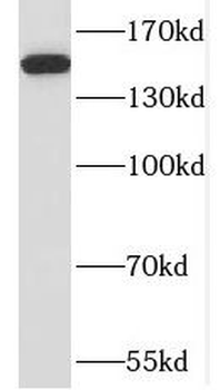 RPAP1 Antibody