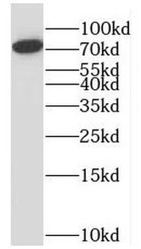 RPAP3 Antibody