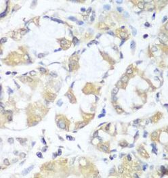 RPH3AL Antibody