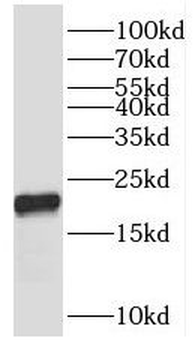 RPL12 Antibody