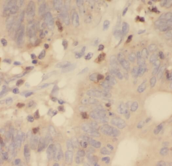 RPL13 Antibody