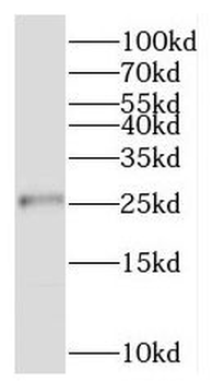 RPL13A Antibody