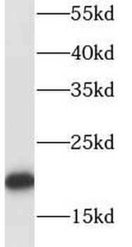 RPL18A Antibody