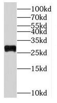 RPL19 Antibody