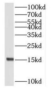 RPL23 Antibody