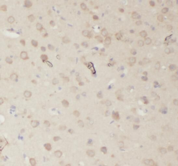 RPL23 Antibody