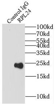 RPL24 Antibody