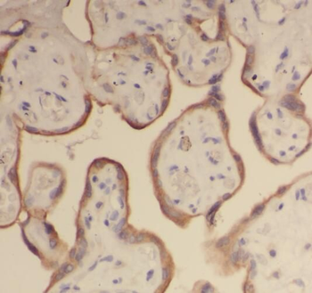 RPL24 Antibody