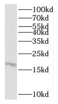 RPL27 Antibody