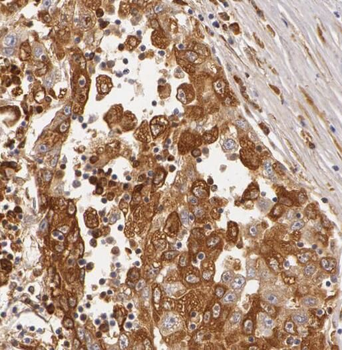 RPL27 Antibody