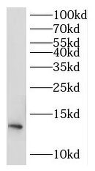 RPL30 Antibody