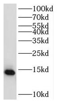 RPL31 Rabbit Polyclonal Antibody