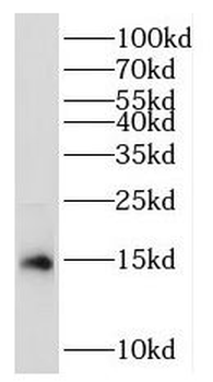 RPL35 Rabbit Polyclonal Antibody