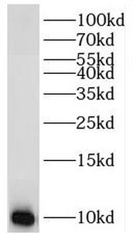 RPL37A Antibody