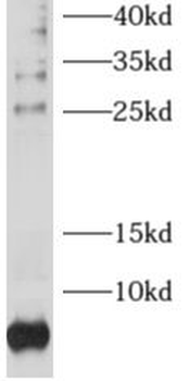 RPL38 Rabbit Polyclonal Antibody