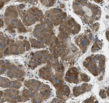 RPL39 Antibody