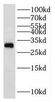 RPL7A Antibody