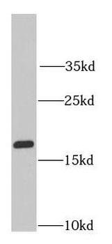 RPS10 Antibody