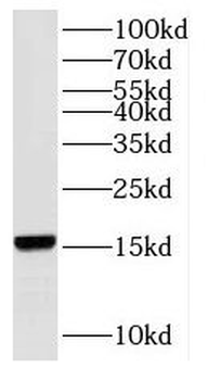RPS19 Antibody
